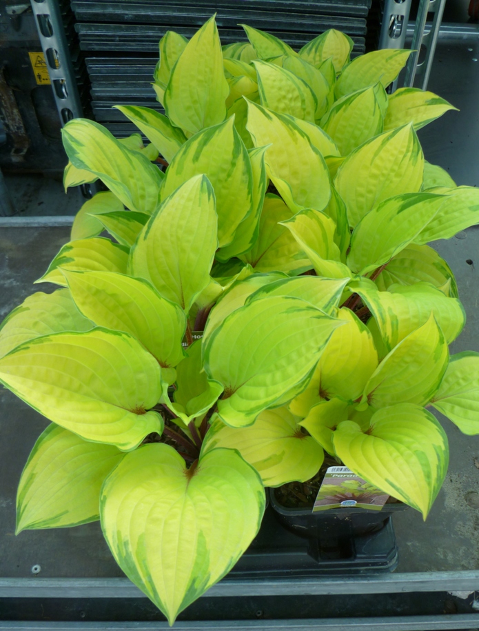 Hosta 'Paradise Island' 1.5 L